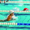 swimming race Schwimmsport